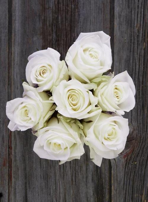 SUGAR DOLL  WHITE ROSES